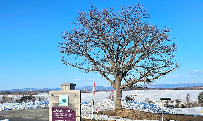 Seven Stars Tree Hokkaido: Charted Car, Transportation